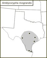 <span class="translation_missing" title="translation missing: en.medium.untitled.map_image_of, page_name: Rio Grande Virtuoso Katydid">Map Image Of</span>