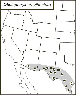 <span class="translation_missing" title="translation missing: en.medium.untitled.map_image_of, page_name: Common Short-winged Katydid">Map Image Of</span>