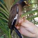 Image of Calcutta myna