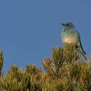 Image of Mountain Bluebird