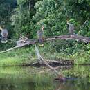 Image of Hoatzin