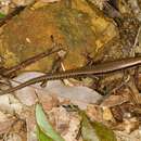 Image of Japanese Skink