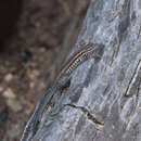 Image of common side-blotched lizard