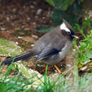 Image of white-collared yuhina