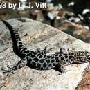 Image of Granite Night Lizard