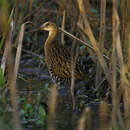 Image of King Rail