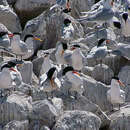 Image of elegant tern