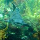 Image of Leopard Shark