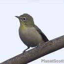 Image of Abyssinian White-eye