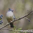 Image of Stripe-throated Yuhina