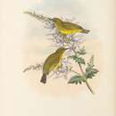 Image of Grey-throated White-eye