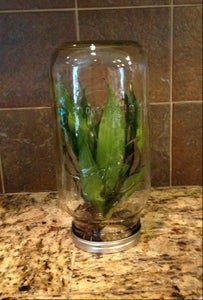 Mason Jar Terrarium