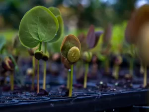 Novo plano pode fazer Código Florestal deslanchar, acreditam ambientalistas