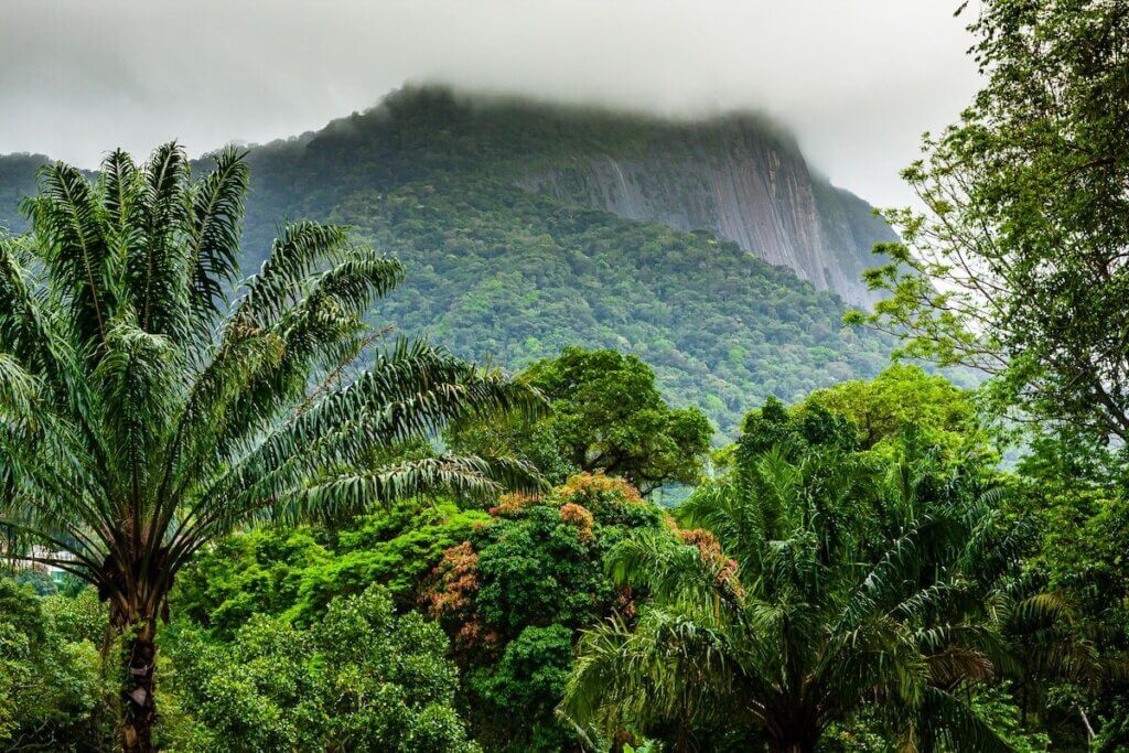 Forests With More Diverse Trees Capture More Carbon, Study Finds