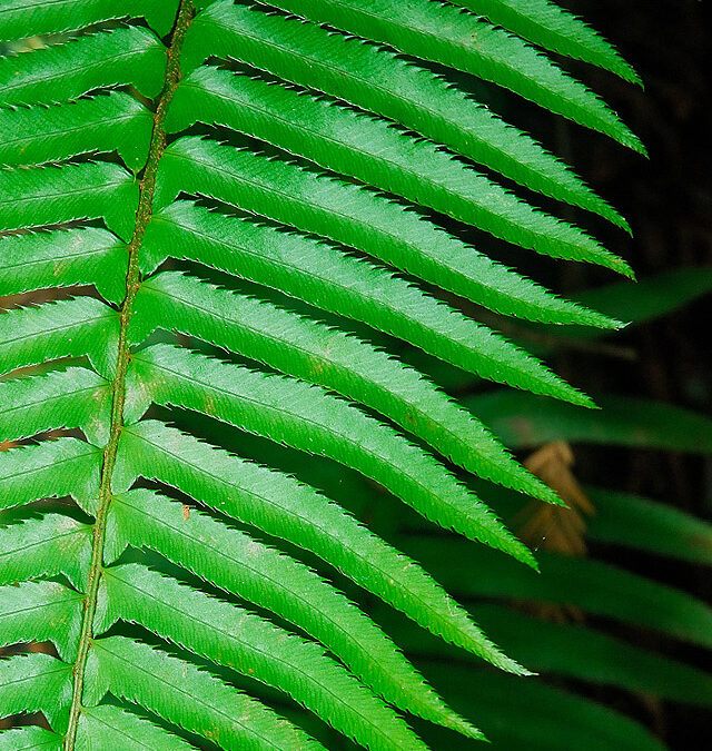 Western Sword Fern | Curbstone Valley