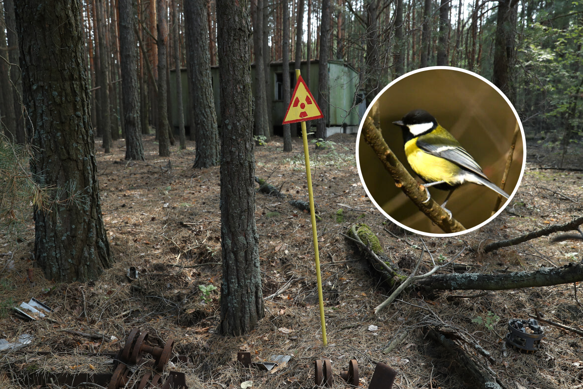 Great tit in Chernobyl Exclusion Zone