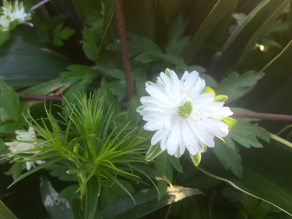 unknown white green flower