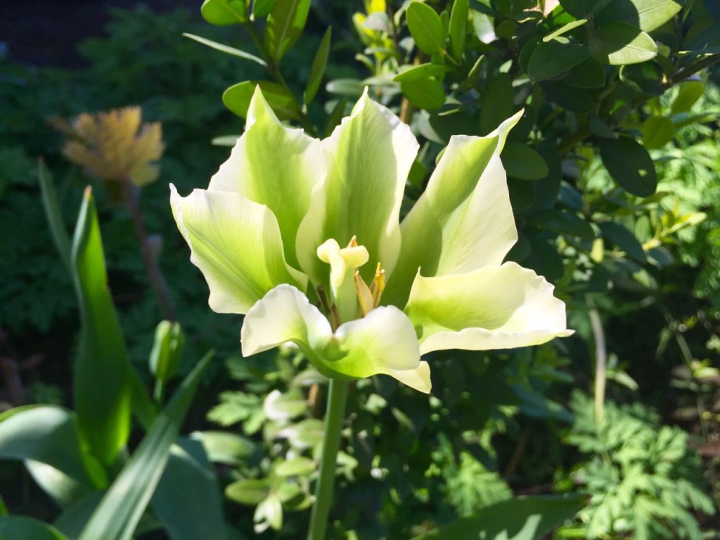 tulipa spring green