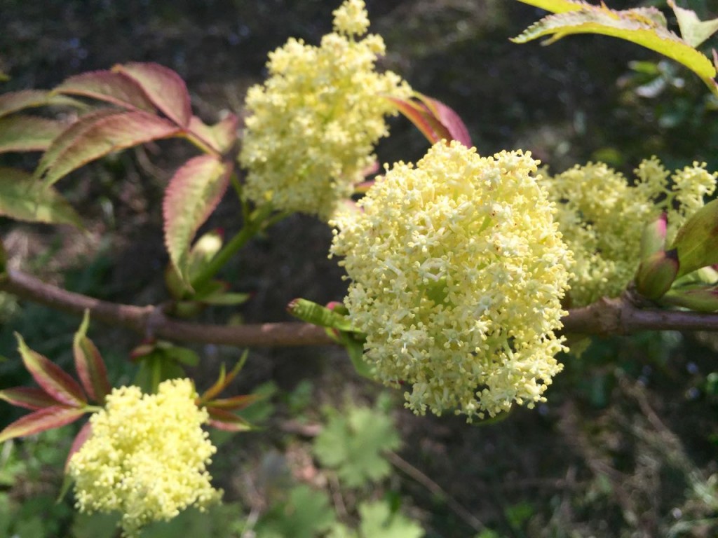 sambucus racemosa sutherland gold flower