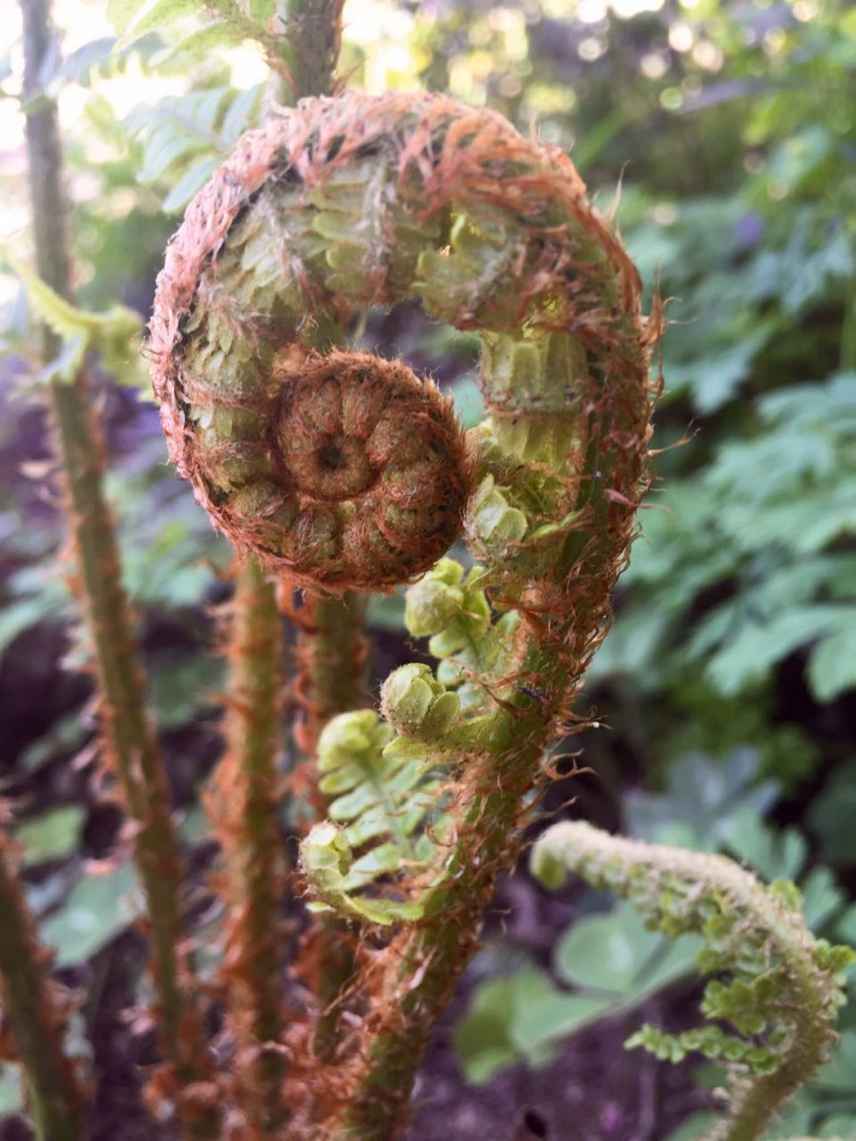 fiddlehead