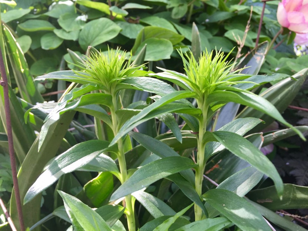 dianthus green wicky