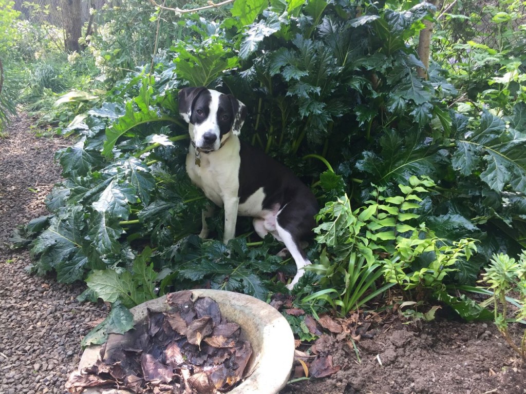 beagle bull in acanthus