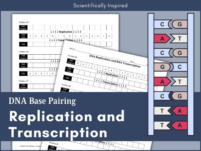 DNA Replication and Transcription Worksheet | Teaching Resources