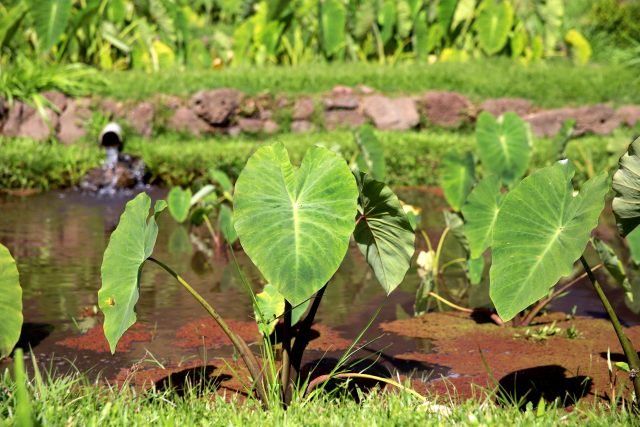 A photo of taro growing in the Kauaula Valley