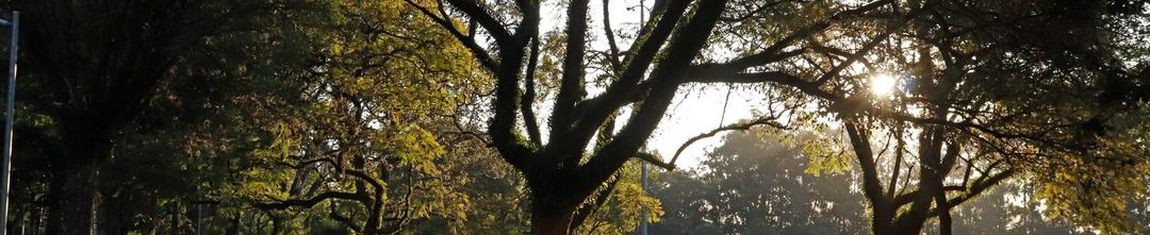 Área verde do Parque Ibirapuera em São Paulo - SP.