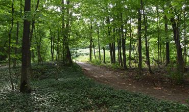 Bosque com caminho rodeado de plantas verdes e árvores.