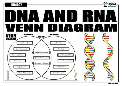 Venn Diagram Of Rna And Dna