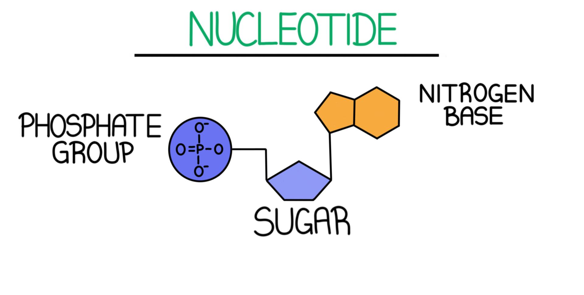 Dna Structure Simple Diagram Structure Of Dna. How To Draw S