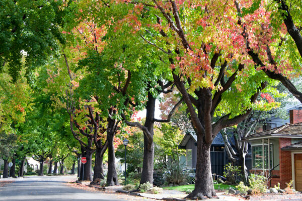 tree lined neighborhood road