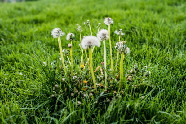 lawn with a patch of dandelions