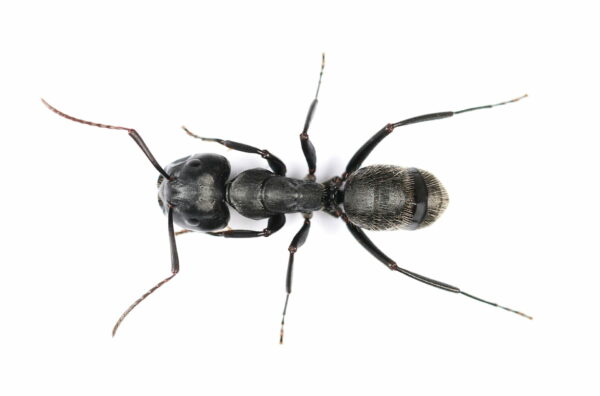 Black carpenter ant closeup