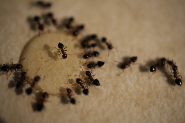 small ants on a kitchen counter
