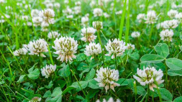 clover patch closeup on lawn