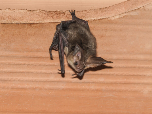 bat hanging on a wall