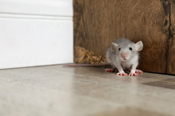 Grey rat near wooden wall on floor