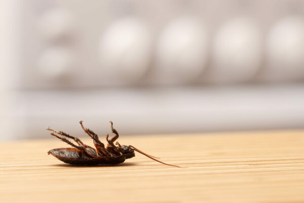 dead cockroach on the floor of an apartment kitchen