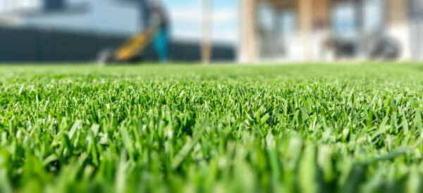 closeup of sunny cut lawn
