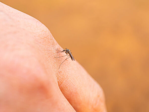 closeup of mosquito on a hand