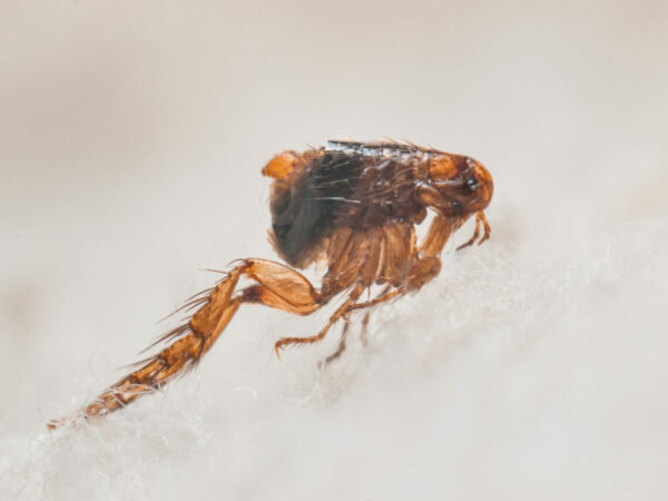 Dog flea (Ctenocephalides canis) on white fur. Microscopic photo