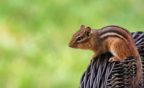 North American chipmunk sitting on lawn chair