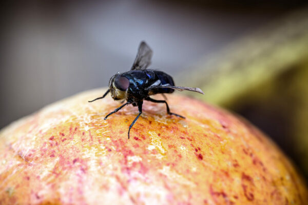 fly on old fruit, apple spoiled with flies in the kitchen