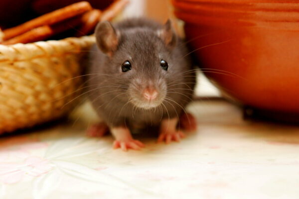 Close-up young gray rats (Rattus norvegicus) on kitchen table looking for food