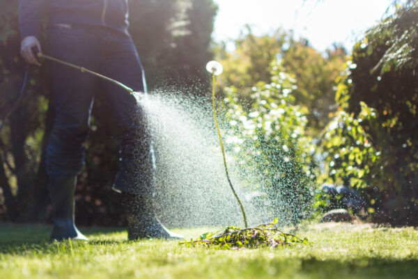 Spraying weeds in the garden