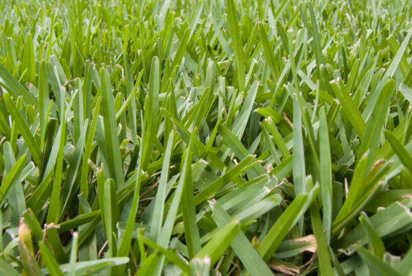 St. Augustine grass closeup