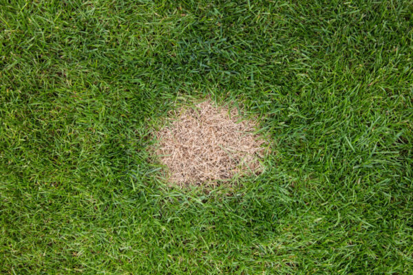 A brown spot or dead patch of grass