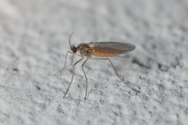 small insect Mycetophilidae fungus gnats